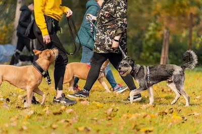 Wychowaj Pupila - twój zaufany behawiorysta